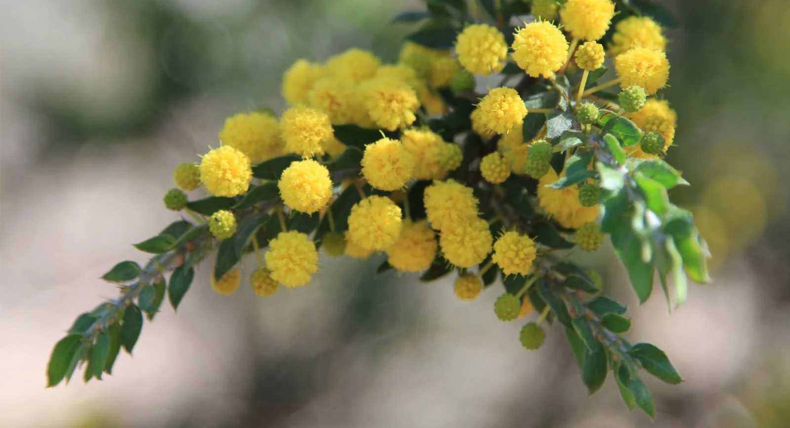 A wattle tree. © Flickr/Dittmars