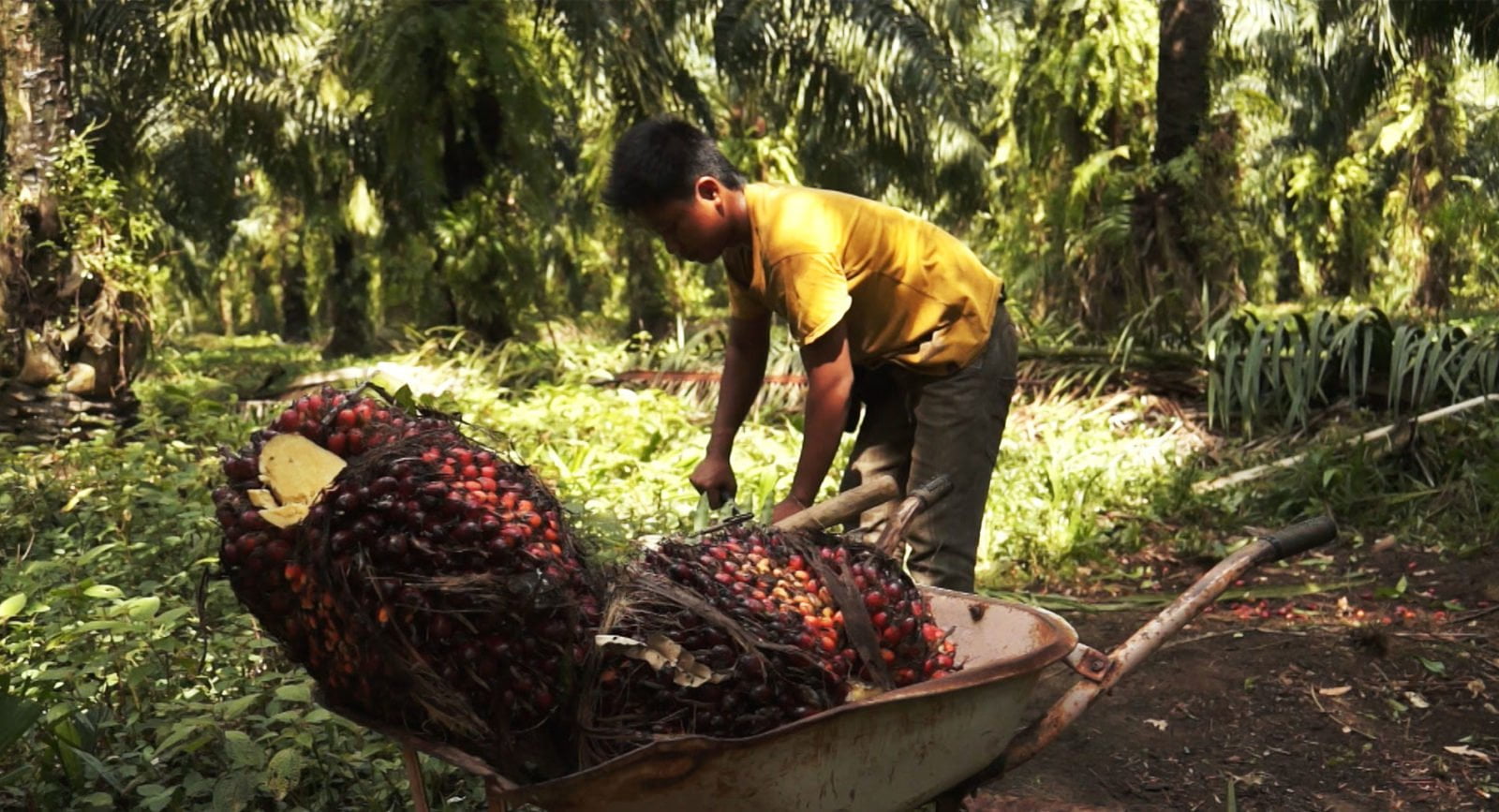 End Child Labour On Palm Oil Plantations - Amnesty International Australia