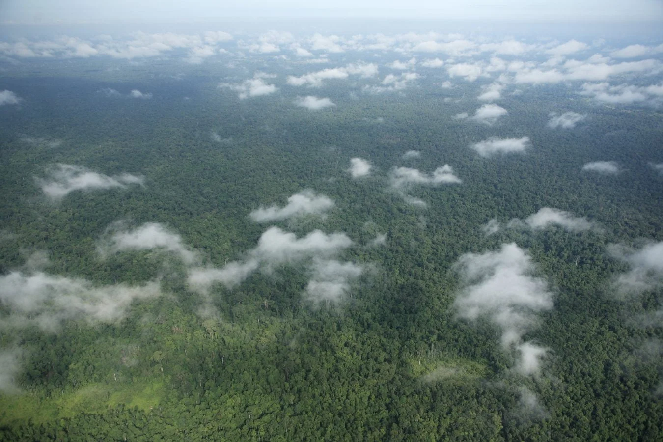 An image of Prey Lang forest in Cambodia taken from above - the image shows the tops of a forest of green trees with intermittent clouds.